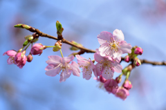 河津桜いろいろ４