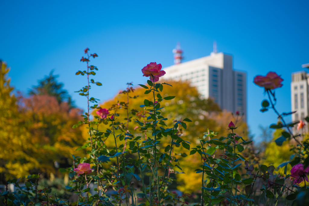 都会の薔薇１