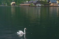 白鳥の湖２