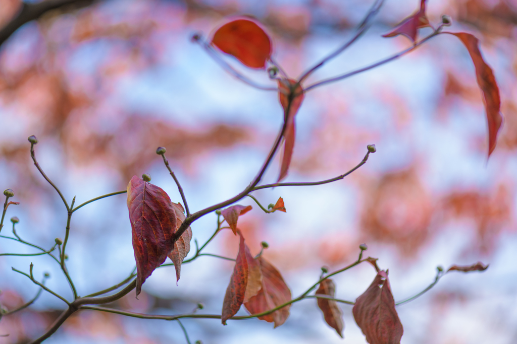 散り紅葉