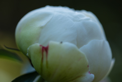 白芍薬の花