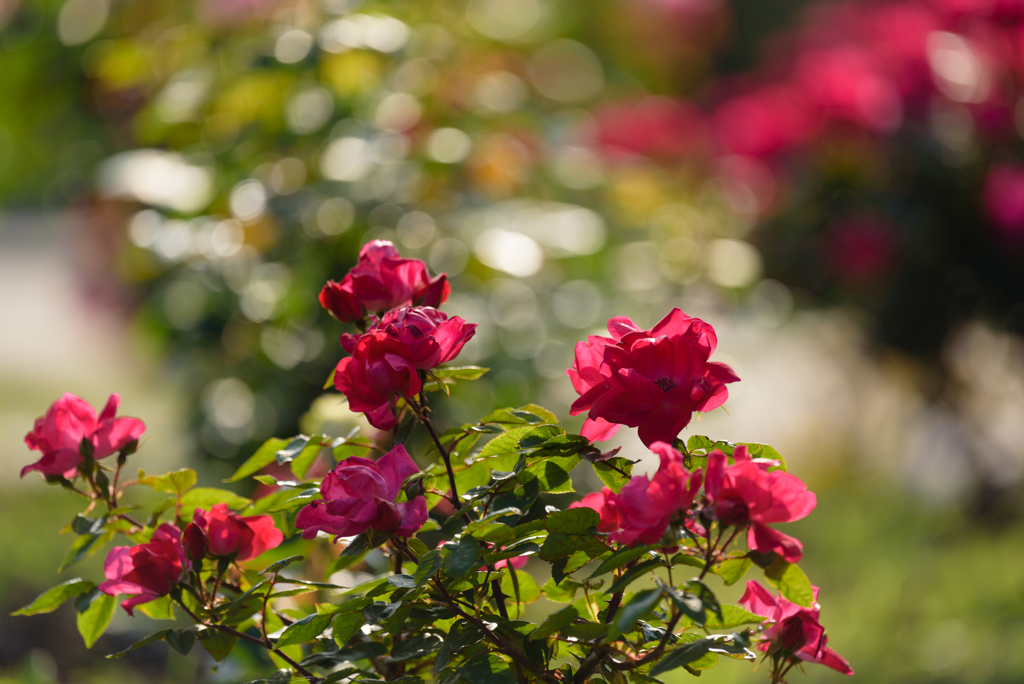 千葉ポートパークの薔薇５