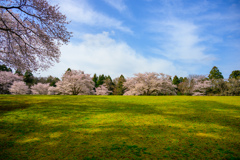 広野の桜