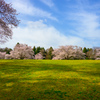 広野の桜