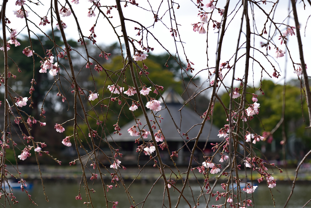 春の進化２