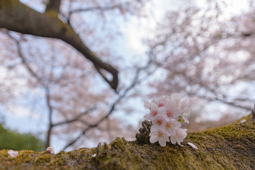 新宿御苑の桜７