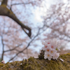新宿御苑の桜７