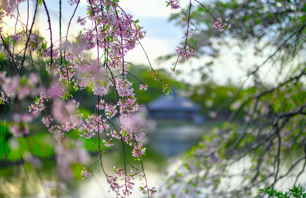 桜惜しむ頃