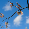 大空に桜あり