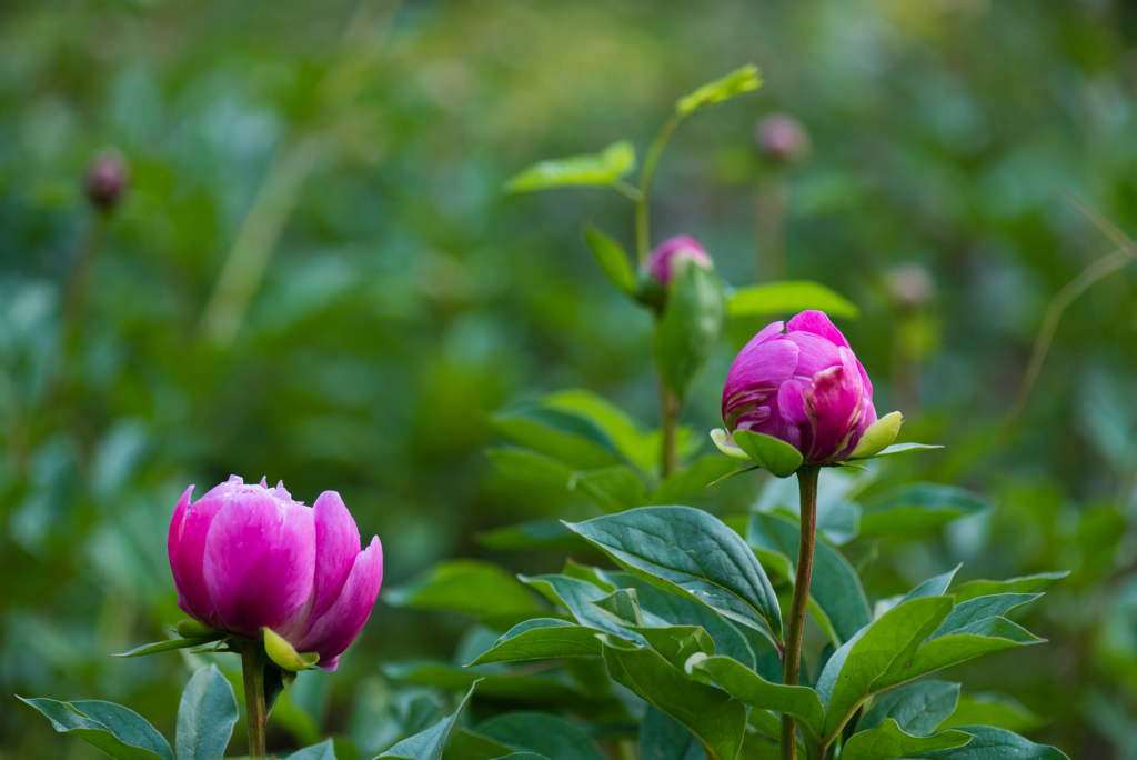 赤芍薬のつぼみ