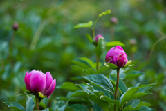 赤芍薬のつぼみ