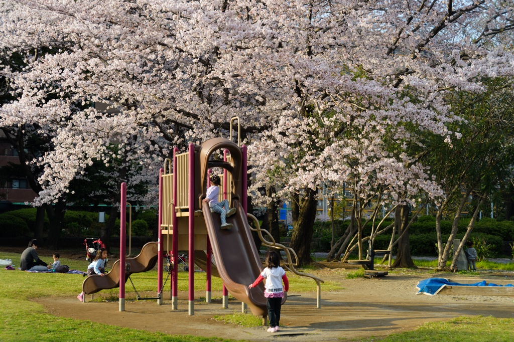 桜の下で遊べ！３