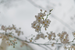 有楽町の桜１