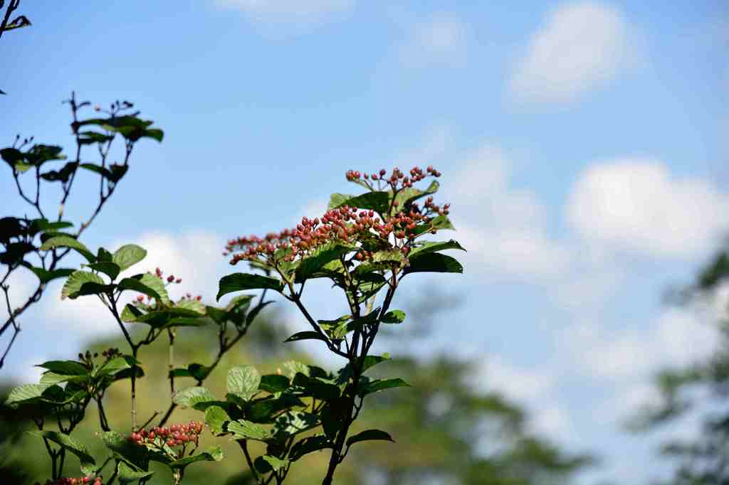 鋸山日本寺境内の草花２