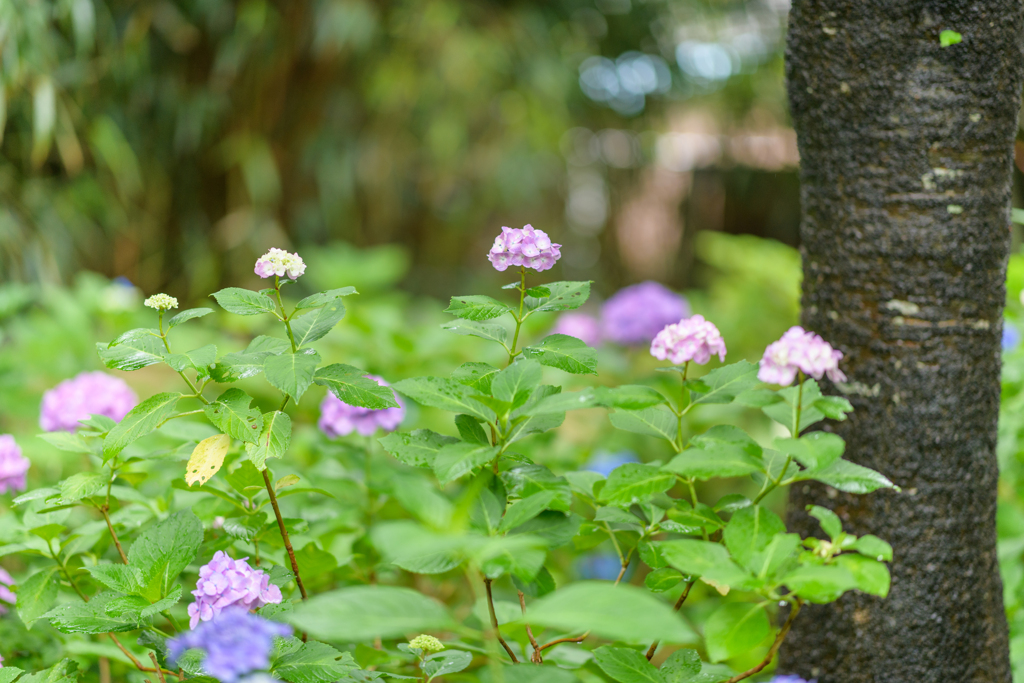 コロナ下の公園の花たち９