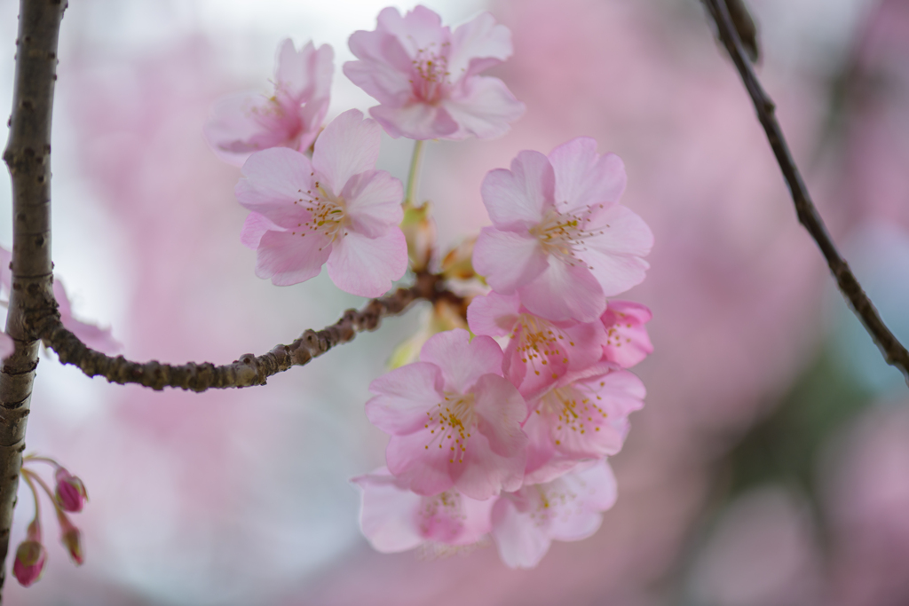 千葉公園の河津桜５