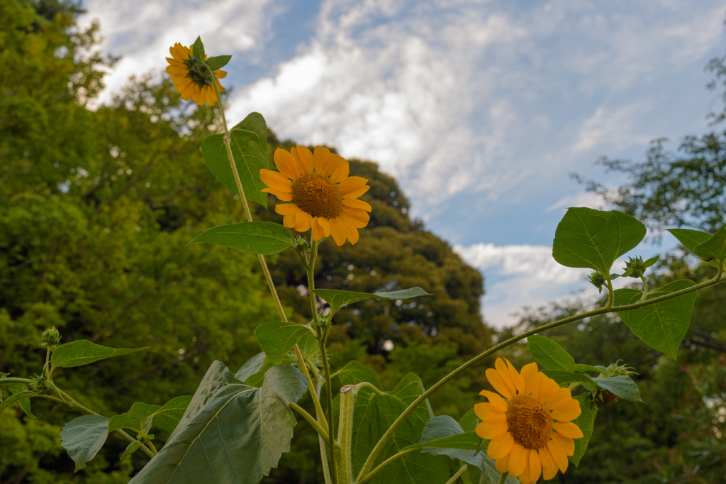 夕方も明るい公園で３