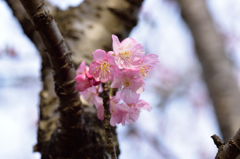河津桜いろいろ５