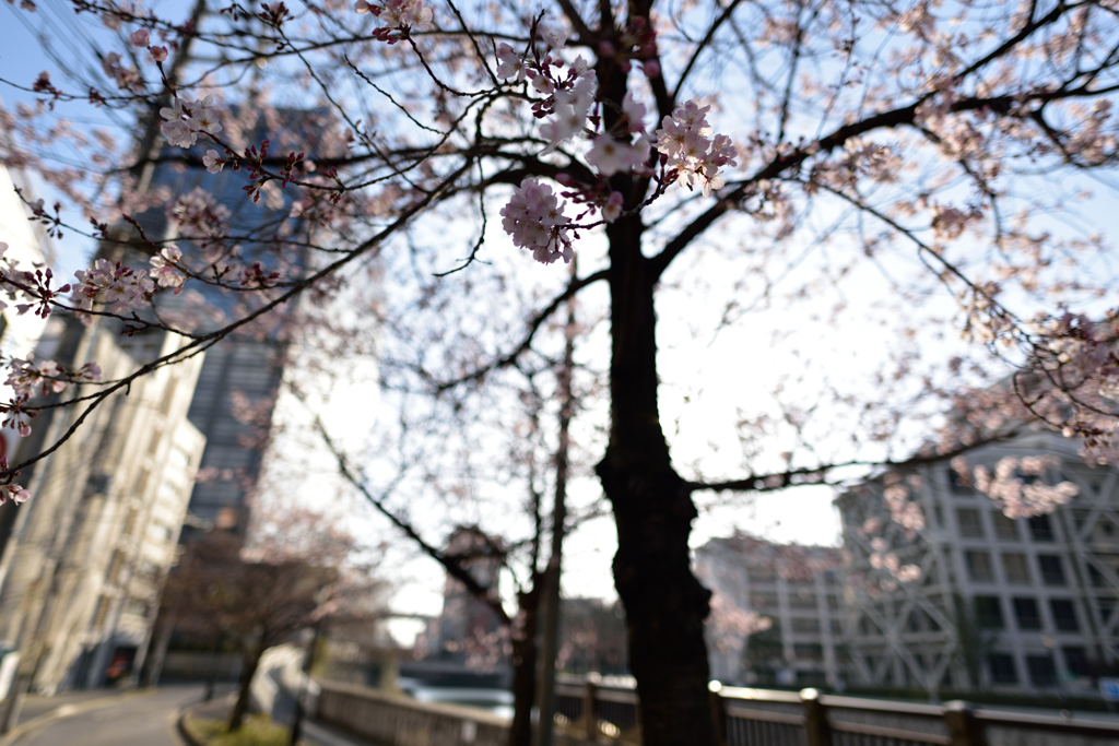都川の桜