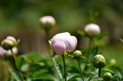 桃の芍薬２