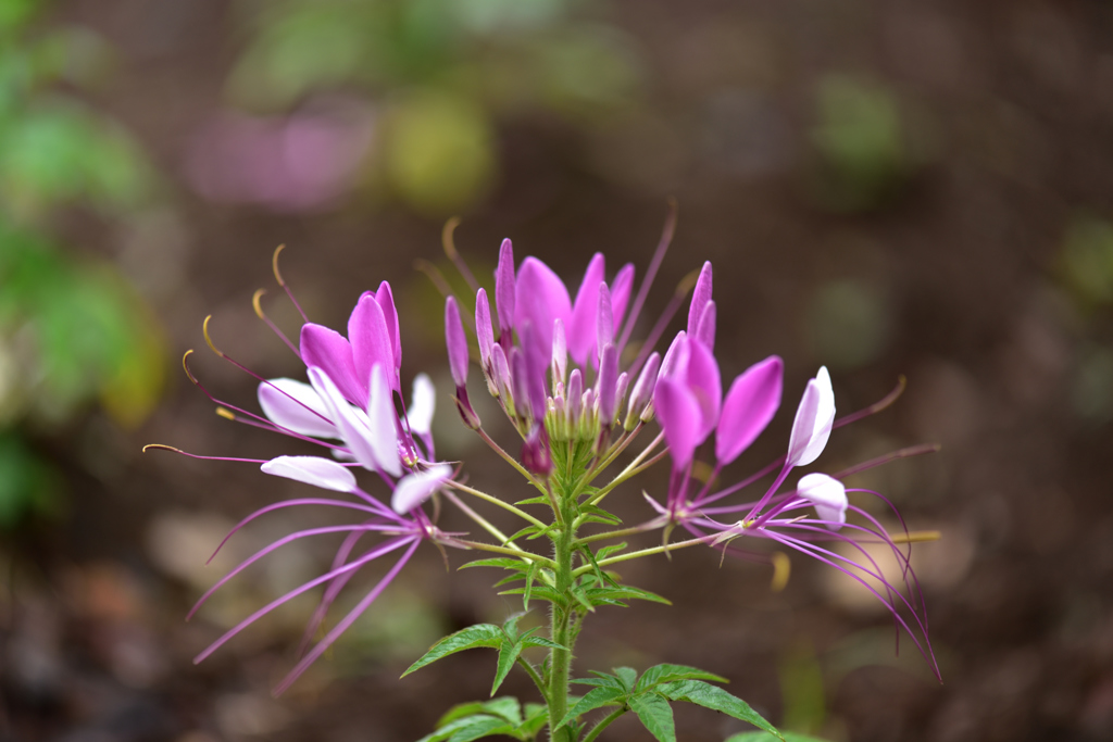 クレオメの花１