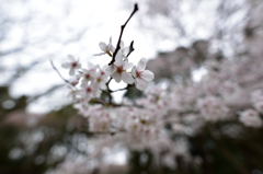 泉自然公園の桜２