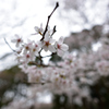 泉自然公園の桜２