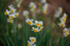 冬を彩る花５