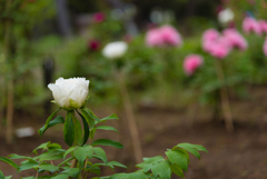 立てば芍薬、座れば牡丹５