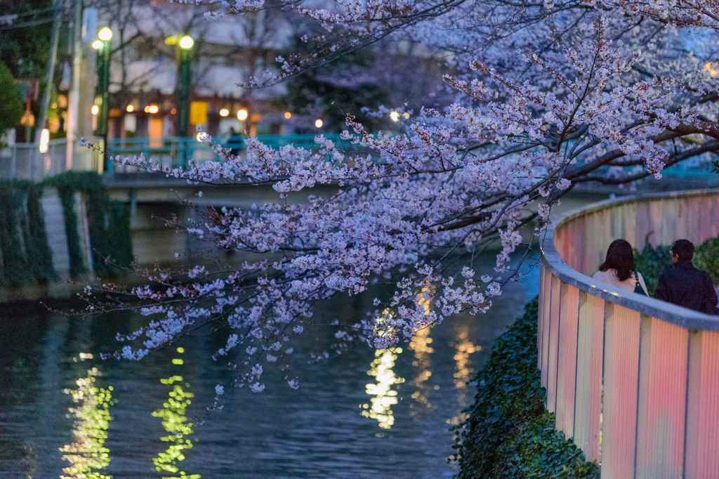 目黒川の桜２