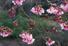 春の公園３