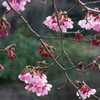 春の公園３