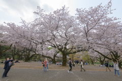 新宿御苑の桜１０