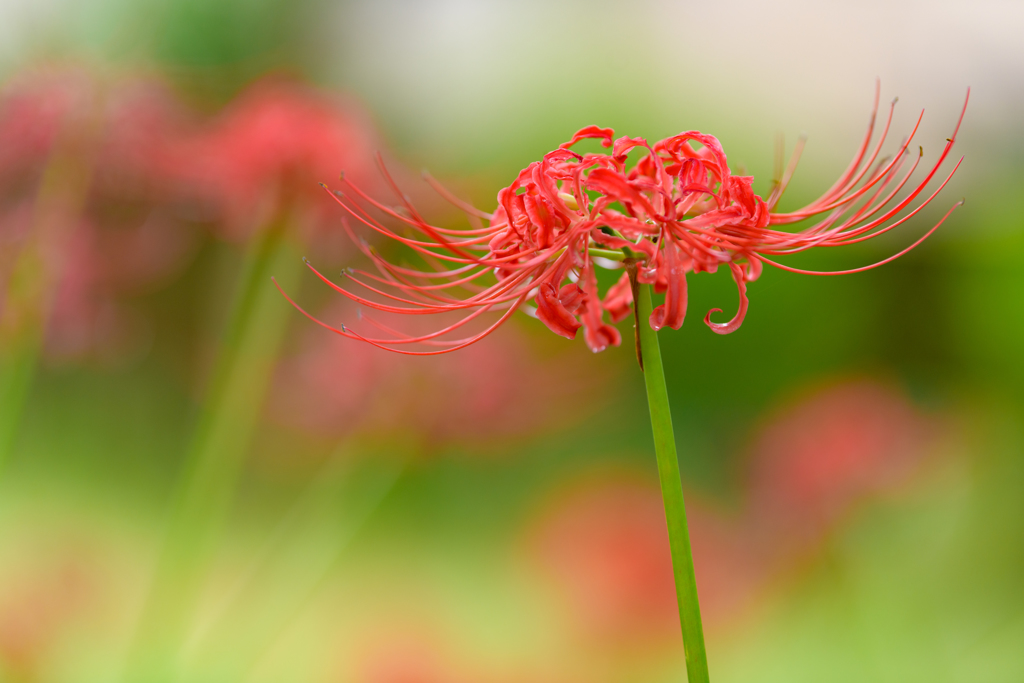 彼岸に咲く花〜ヒガンバナ６