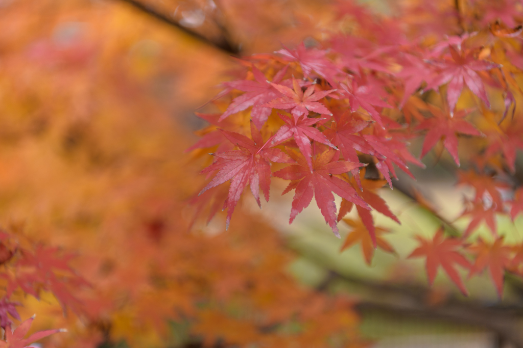 晩秋の公園２