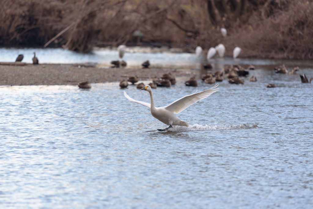 越辺川の白鳥１１