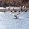 越辺川の白鳥１１