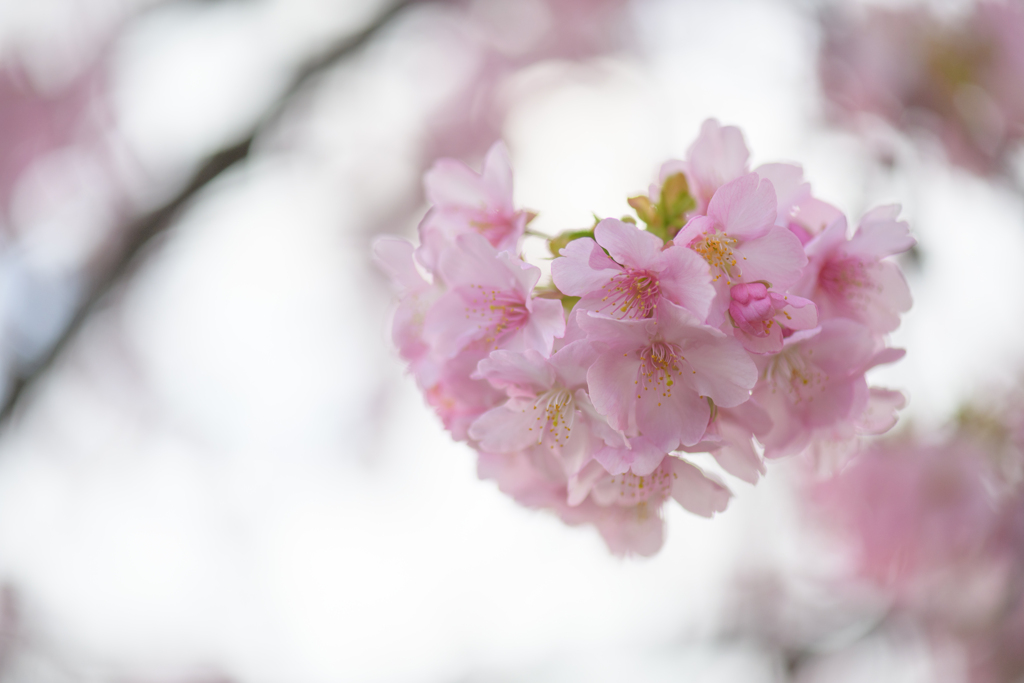 千葉公園の河津桜１