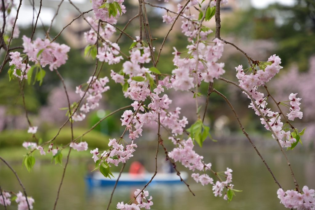 葉桜の季節３