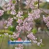 葉桜の季節３