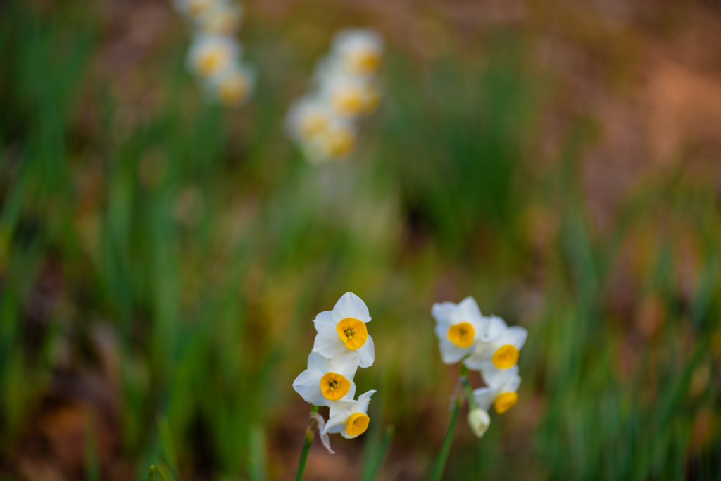冬を彩る花６