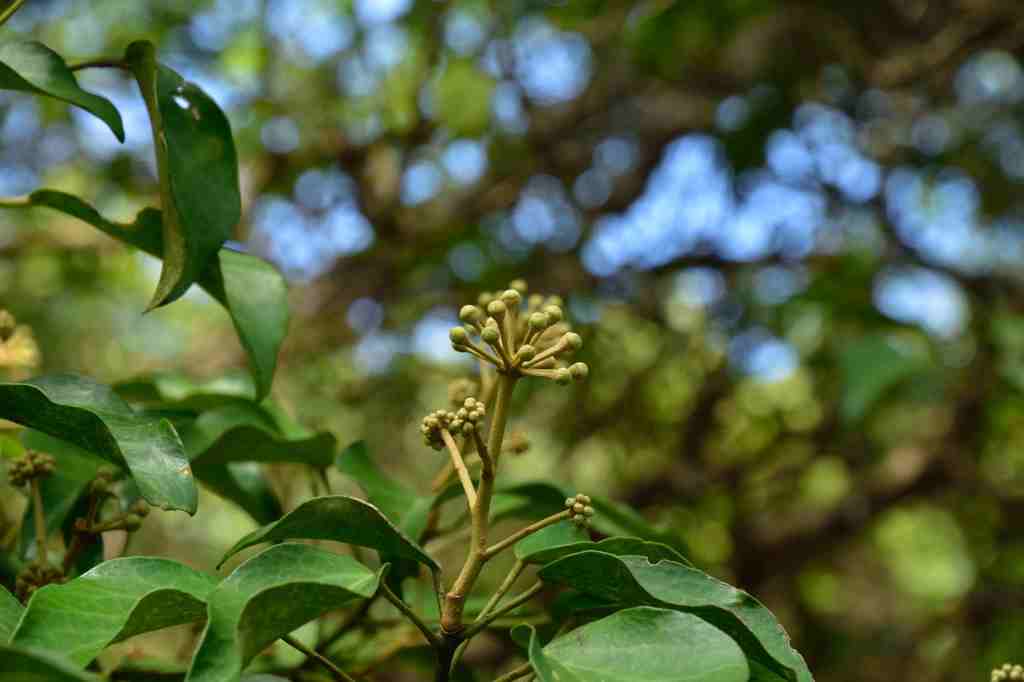 鋸山日本寺境内の草花１