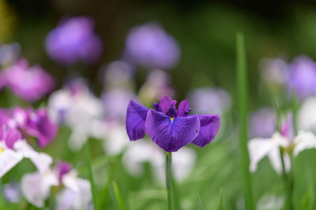 コロナ下の公園の花たち５