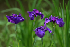 むらさき花菖蒲４本立て