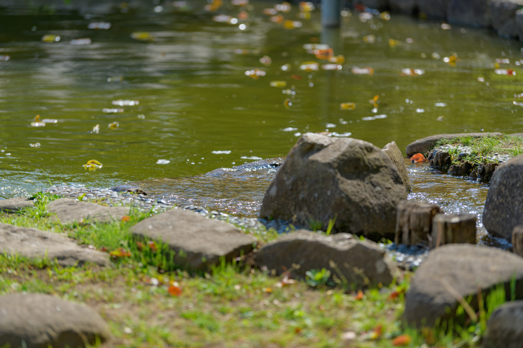 蓮池の温水