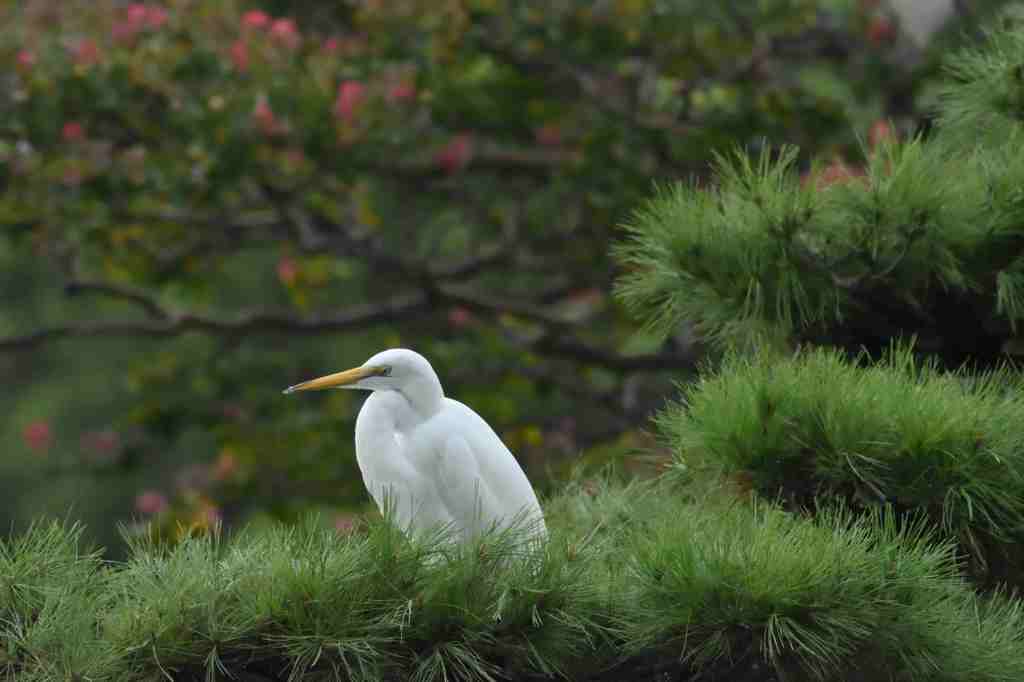 初秋の千葉公園で１