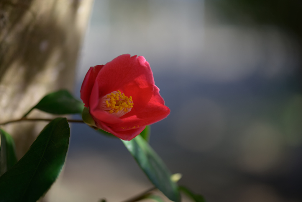 千葉公園の椿