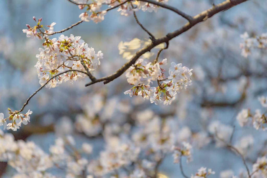 目黒川の桜６