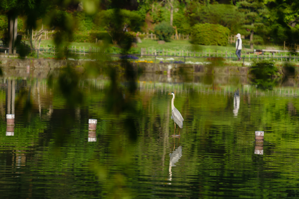 綿打池の鳥