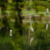 綿打池の鳥